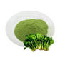 Healthy Organic Green Vegetable Powder Spinach Powder